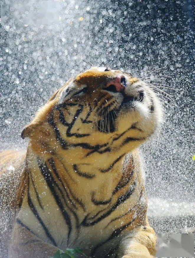 开云体育官方网站-关于阿尔梅里亚吞下比虎，被踢出杯赛的信息